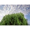 Thuya oriental (Platycladus orientalis) 10 graines
