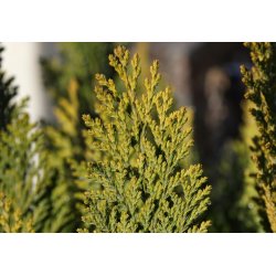 Thuya oriental (Platycladus orientalis) 10 graines