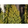 Туя източна (Platycladus orientalis) 10 семена