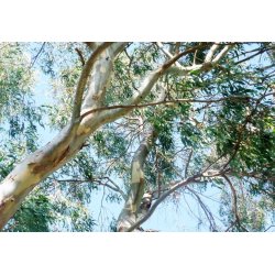 Eucalipt zăpezii Alpine Snow (Eucalyptus pauciflora subsp. niphophila) 8 semințe
