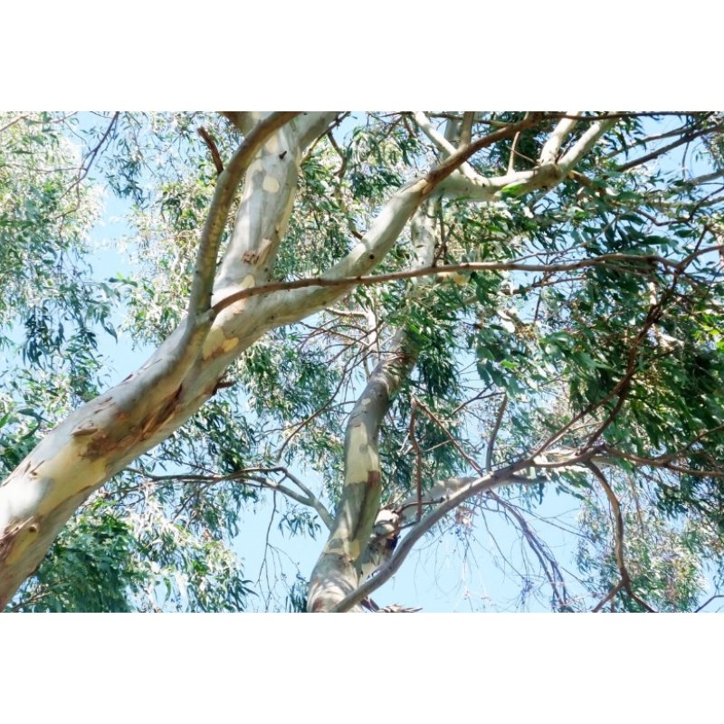 Sneeuweukalyptus Alpine Snow (Eucalyptus pauciflora subsp. niphophila) 8 zaden