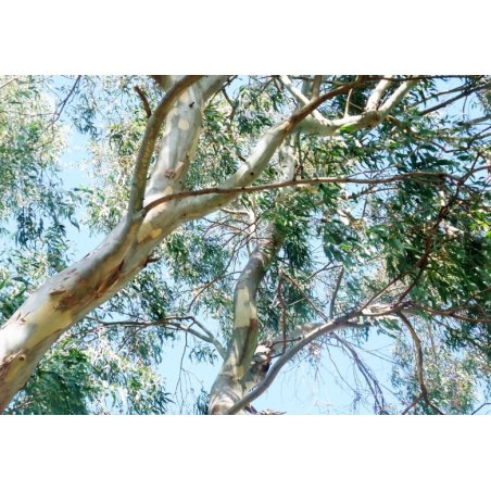 Eukaliptus snježni Alpine Snow (Eucalyptus pauciflora subsp. niphophila) 8 sjemenki