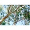 Schneeeukalyptus Alpine Snow (Eucalyptus pauciflora subsp. niphophila) 8 Samen