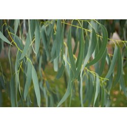Eucalyptus des neiges Alpine Snow (Eucalyptus pauciflora subsp. niphophila)  8 graines
