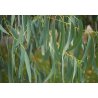 Eukalyptus snežný Alpine Snow (Eucalyptus pauciflora subsp. niphophila) 8 semien
