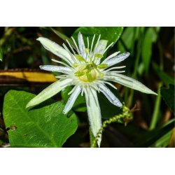 Passionsblume mit Vanille (Passiflora capsularis) 5 Samen