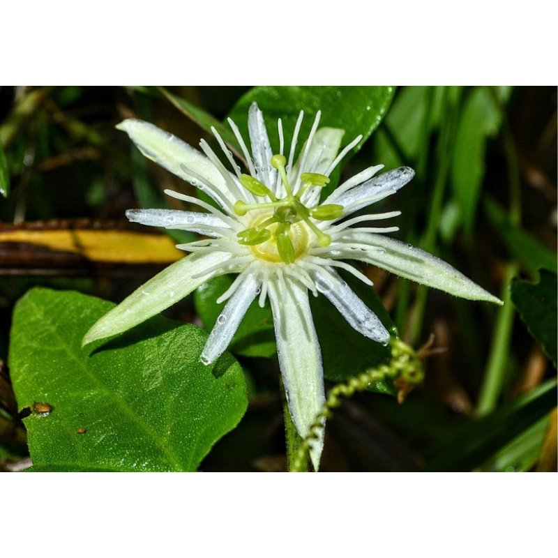 Vanília golgotavirág (Passiflora capsularis) 5 mag