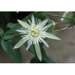 Passionsblomma vanilj (Passiflora capsularis) 5 frön
