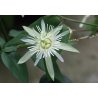 Fleur de la passion vanille (Passiflora capsularis) 5 graines