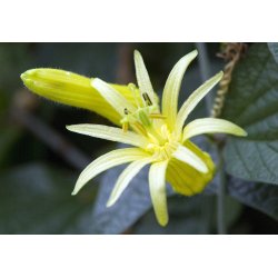 Gelbe Passionsblume (Passiflora flavicarpa) 6 Samen
