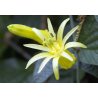 Passiebloem geel (Passiflora flavicarpa) 6 zaden