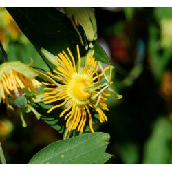 Passiebloem geel (Passiflora flavicarpa) 6 zaden