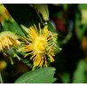 Mučenka žlutá (Passiflora flavicarpa) 6 semen