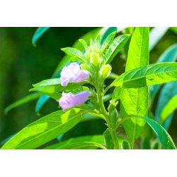 Sésamo (Sesamum indicum) 8 semillas