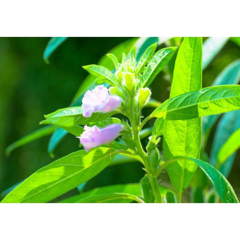 Sesam (Sesamum indicum) 8 Samen