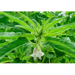 Sesamo (Sesamum indicum) 8 semi