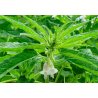 Sesam (Sesamum indicum) 8 Samen