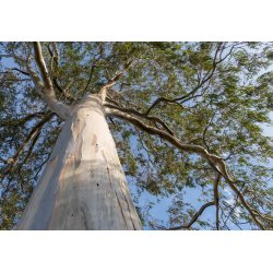 Eukalyptus regnans (Eucalyptus regnans) 8 Samen