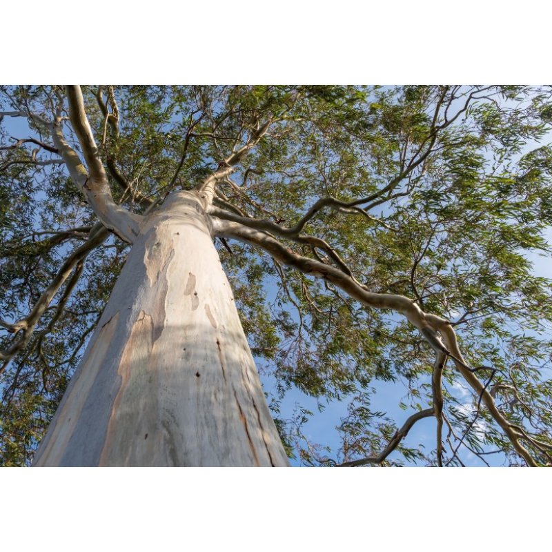 Eucalyptus regnans (Eucalyptus regnans) 8 graines