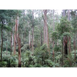 Eucalipto regnans (Eucalyptus regnans) 8 semi