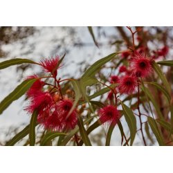 Rince-bouteille citronné (Callistemon citrinus) environ 30 graines
