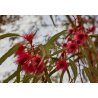 Szczotkowiec cytrynowy (Callistemon citrinus) ok. 30 nasion