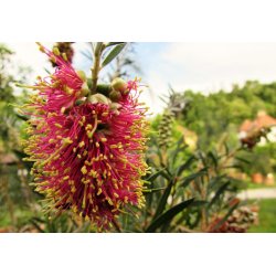 Zitronenbaum-Flaschenputzer (Callistemon citrinus) ca. 30 Samen
