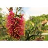 Citroenkwast (Callistemon citrinus) ca 30 zaden