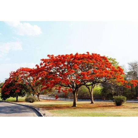 Albero fiammante (Delonix regia) 5 semi