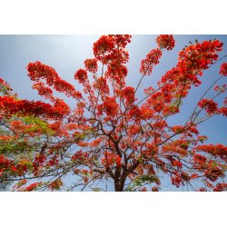 Árbol de fuego (Delonix regia) 5 semillas