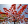 Árbol de fuego (Delonix regia) 5 semillas