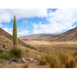 Puya mirabilis (Puya mirabilis) 7 frön