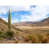Puja mirabilis (Puya mirabilis) 7 mag