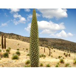 Puya mirabilis 7 semințe