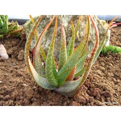 Aloe microstigma (Aloe microstigma) 6 frön