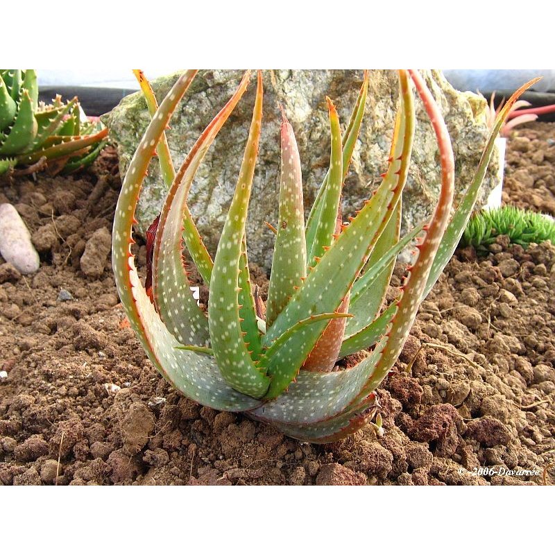 Aloe microstigma (Aloe microstigma) 6 semințe