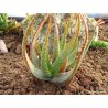 Aloe microstigma (Aloe microstigma) 6 mag