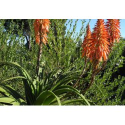 Aloe pluridens (Aloe pluridens) 6 zaden