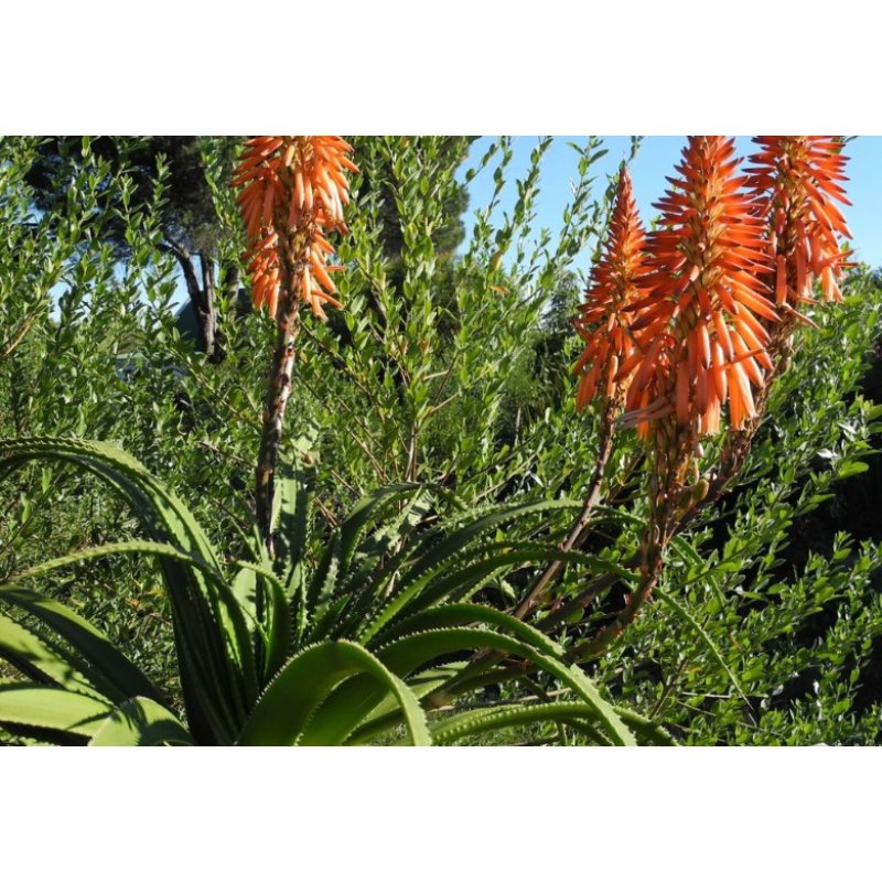 Aloe pluridens (Aloe pluridens) 6 sjemenki