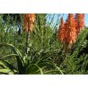 Aloe pluridens (Aloe pluridens) 6 semințe