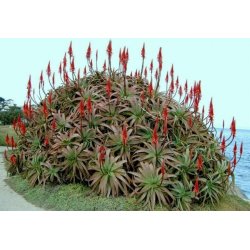 Aloe pluridens (Aloe pluridens) 6 seeds