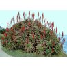 Aloe pluridens (Aloe pluridens) 6 semillas