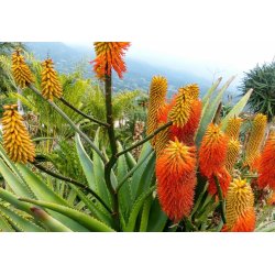 Aloe rupestris (Aloe rupestris) 6 zaden