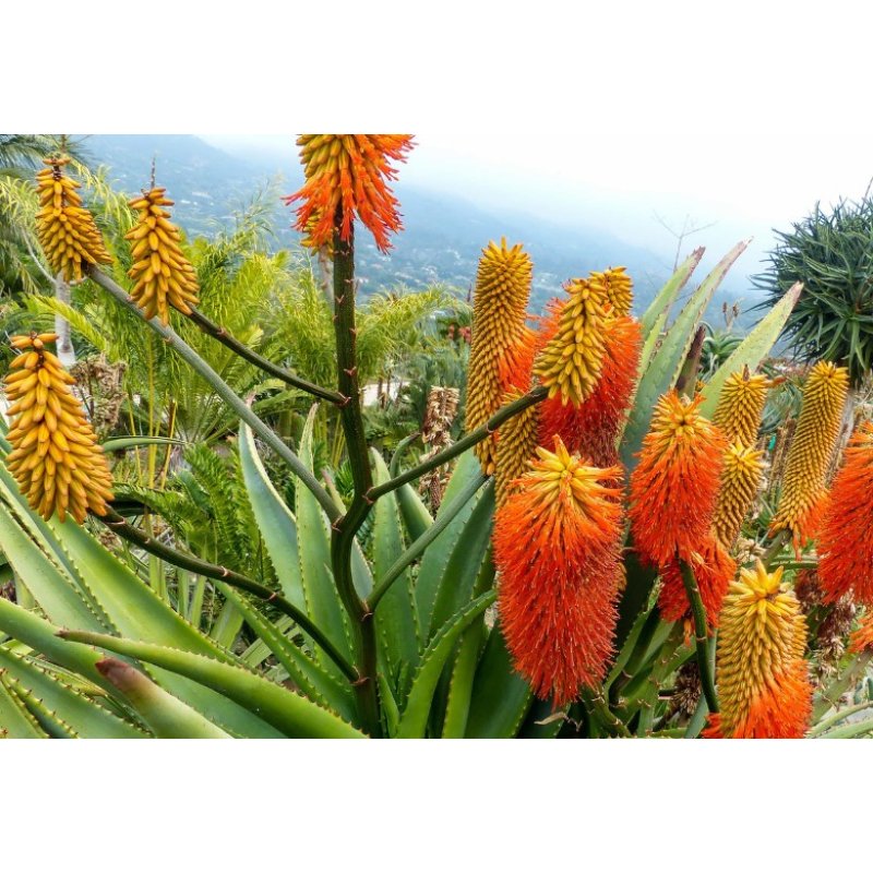 Алое скельне (Aloe rupestris) 6 насінин