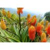 Aloe rupestris (Aloe rupestris) 6 siementä