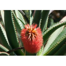 Aloe rupestris (Aloe rupestris) 6 semien