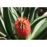 Aloe rupestris (Aloe rupestris) 6 siementä