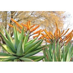 Aloe spectabilis (Aloe spectabilis) 6 semillas
