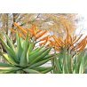 Aloe spectabilis (Aloe spectabilis) 6 frön