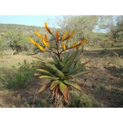 Aloe spectabilis (Aloe spectabilis) 6 Samen
